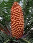 : - Encephalartos gratus