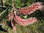 : - Faurea rubriflora