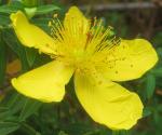 : - Hypericum revolutum