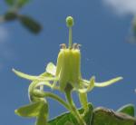 : - Vangueria dryadum