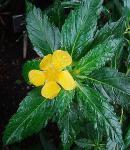Großblättrige Damiana - Turnera ulmifolia