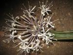 : - Sansevieria hallii