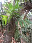 : - Sorindeia madagascariensis