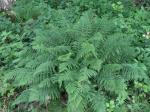 Wald-Frauenfarn - Athyrium filix-femina