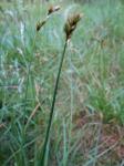 Hasenpfoten-Segge - Carex leporina