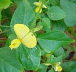 : - Vigna luteola