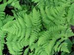 Eichenfarn - Gymnocarpium dryopteris