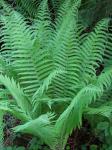 Deutscher Straußenfarn - Matteuccia struthiopteris