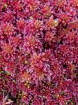Mittleres Torfmoos-Sphagnum magellanicum