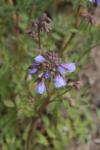 Kriechendes Sperrkraut - Polemonium reptans