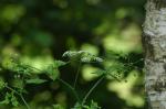 Hecken-Kälberkropf - Chaerophyllum temulum