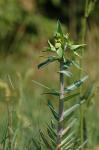Kreuzblättrige Wolfsmilch - Euphorbia lathyris