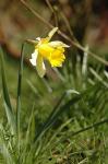 Gelbe Narzisse-Narcissus pseudonarcissus subsp. pseudonarcissus