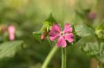 Rote Lichtnelke - Silene dioica