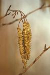 Schwarz-Erle - Alnus glutinosa
