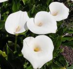 Zimmer-Calla-Zantedeschia aethiopica