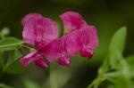 Knollen-Platterbse - Lathyrus tuberosus