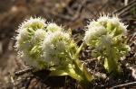 Weiße Pestwurz - Petasites albus