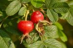 Kartoffel-Rose - Rosa rugosa