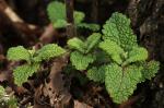 Salbei-Gamander - Teucrium scorodonia