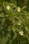 Acker-Stiefmütterchen - Viola arvensis