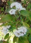 : - Ageratina fastigiata