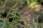 Blaugrüne Segge - Carex flacca
