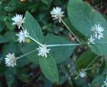 : - Alternanthera pubiflora