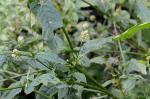 Behaarte Karde - Dipsacus pilosus