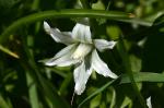 Nickender Milchstern - Ornithogalum nutans