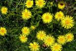 Rauer Alant - Inula hirta