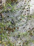 Glieder-Binse - Juncus articulatus