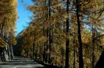 Europäische Lärche - Larix decidua