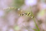 Nickendes Perlgras - Melica nutans