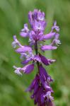 Groß-Kreuzblume - Polygala major