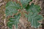 Traubeneiche - Quercus petraea