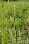 Färber-Wau - Reseda luteola