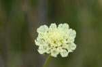 Gelbe Skabiose - Scabiosa ochroleuca