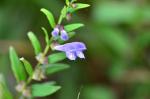 Spieß-Helmkraut - Scutellaria hastifolia