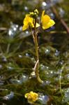 Verkannter Wasserschlauch - Utricularia australis