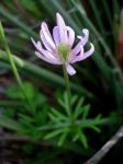 : - Anemone berlandieri