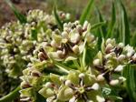 : - Asclepias asperula