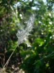 : - Bothriochloa laguroides