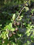 : - Colubrina texensis