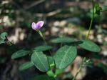 : - Desmodium paniculatum