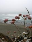 : - Eriogonum latifolium