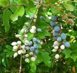 Begrannte Berberitze - Berberis aristata