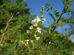 : - Eysenhardtia texana
