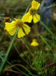 : - Helenium amarum