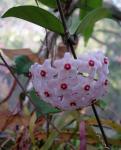 : - Hoya carnosa